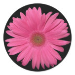 Gerber Daisy sticker