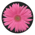 Gerber Daisy sticker by bkang22 Gerber Daisy sticker