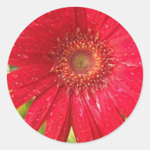 Gerber Daisy Sticker