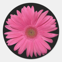 Gerber Daisy sticker