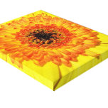 Gerber Daisy Stretched Canvas Print
