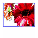 Gerber Daisy Tank t-shirts
