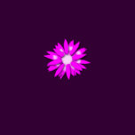 Gerber Daisy