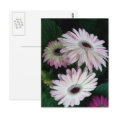 Gerber Daisy White with Pink Flowers Postcard postcard