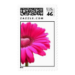 Gerber Daisy With Pink Heart Center Stamp
