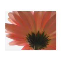 Gerber Postal tarjetas postales by hismuse Gerber Postal tarjetas postales