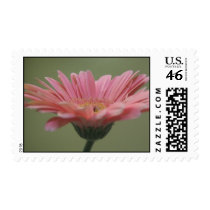 Gerber rosado sellos