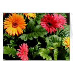 Gerbera Bouquet Greeting Card