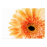 Gerbera Business Card