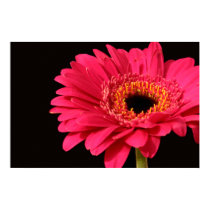 Gerbera canvas print