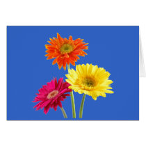 Gerbera Daisies Greeting Cards