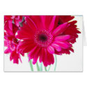Gerbera Daisies Card by blumenthalphoto Gerbera Daisies Card