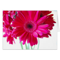 Gerbera Daisies Card