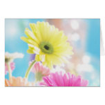 Gerbera Daisies Card