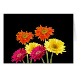 Gerbera Daisies Greeting Card