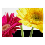 Gerbera Daisies Greeting Card