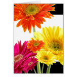 Gerbera Daisies Greeting Card