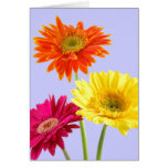 Gerbera Daisies Greeting Card
