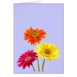 Gerbera Daisies Greeting Card