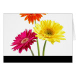 Gerbera Daisies Greeting Cards