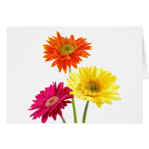 Gerbera Daisies Greeting Cards