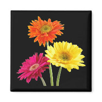 Gerbera Daisies Refrigerator Magnets