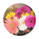Gerbera Daisies magnets