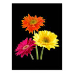 Gerbera Daisies Post Card