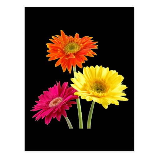 Gerbera Daisies Post Card