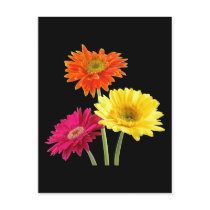 Gerbera Daisies Post Card