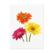Gerbera Daisies Postcards