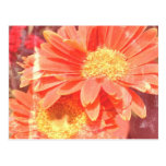 Gerbera Daisies Postcard postcards