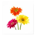 Gerbera Margaritas posters by bonfirenature Gerbera Margaritas posters
