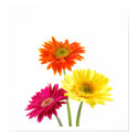 Gerbera Margaritas posters by bonfirenature Gerbera Margaritas posters