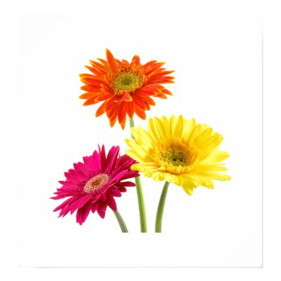 Gerbera Margaritas Impresiones por bonfirenature