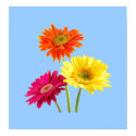 Gerbera Margaritas posters by bonfirenature Gerbera Margaritas posters