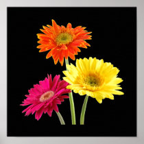 Gerbera Daisies