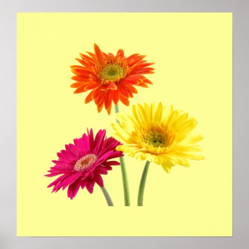 Gerbera Daisies Print