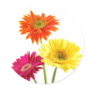 Gerbera Margaritas pegatinas by bonfirenature Gerbera Margaritas pegatinas