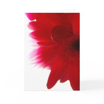 Gerbera Daisy Abstract Card