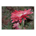 Gerbera Daisy after Rain Card