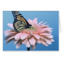 Gerbera Daisy and Butterfly cards