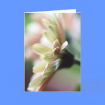 Gerbera Daisy Birthday Card