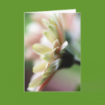 Gerbera Daisy Birthday Card