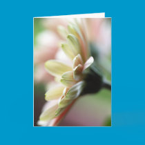 Gerbera Daisy Birthday Card