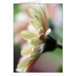 Gerbera Daisy Birthday Card