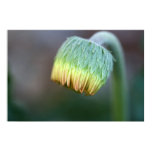 Gerbera Daisy Bud on Canvas Gerbera Daisy Bud on Canvas