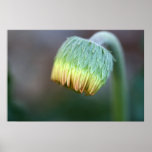 Gerbera Daisy Bud on Canvas Print