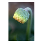 Gerbera Daisy Bud on Canvas, Vertical Print Gerbera Daisy Bud on Canvas, Vertical Print