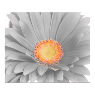 Gerbera Daisy Canvas Poster print